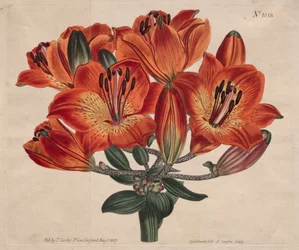 The Botanical Magazine or Flower Garden Displayed: ...Orange-Lily, 1807