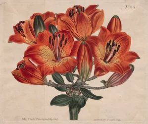 The Botanical Magazine or Flower Garden Displayed: Doldenblütige Zwiebeltragende Orange-Lilie