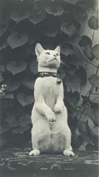 Katze im Hof von Eakins