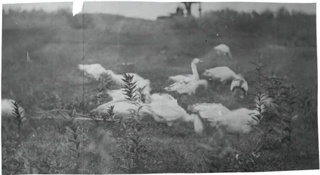 Gänse an der Stelle des Netzflickens, Gloucester, N.J., 1881