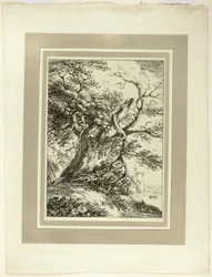 Alter Baum, aus der ersten Ausgabe von Specimens of Polyautography