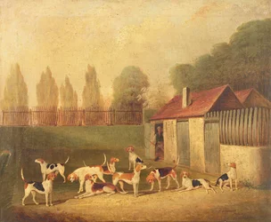 Fuchshunde in einem Zwingerhof