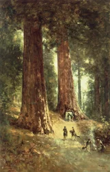 In den Redwood-Wäldern, 1899