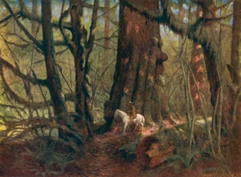 Große Fichte im Stanley Park