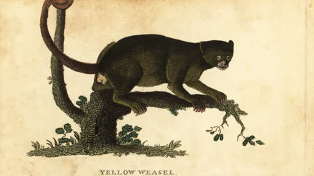 Kinkajou, Potos flavus, 1800 (Gravur)