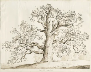 Blithfield - Squitch Eiche (1837)
