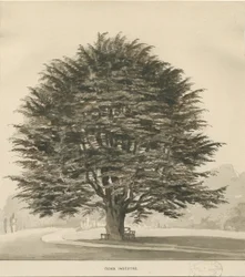 Ingestre - Zedernbaum