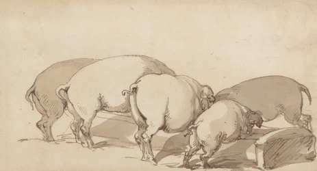 Schweine an einem Trog