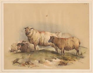 Schafe, Nr. 18