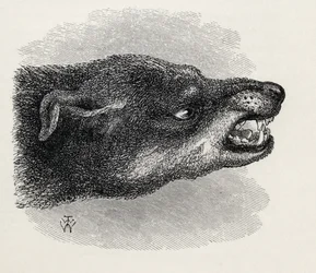 Kopf eines knurrenden Hundes, aus Charles Darwins 