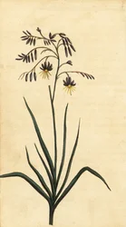 Felsenblume von New South Wales, Australien (Gravur)
