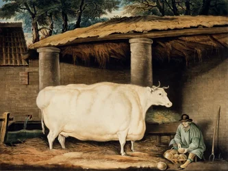 Ein kurzgehörntes Rind, graviert von William Ward, Dartington, 1811