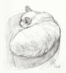 Gemütliche Gekuschelte Katze