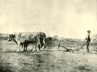 Ein Ochsenpflugteam, 1901