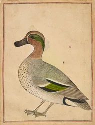 Grünflügelente, ca. 1730