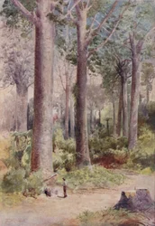Ein Kauri-Wald, 1923