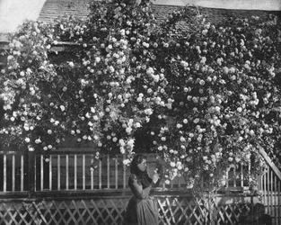 Ein mit Rosen geschmücktes Heim, Südkalifornien, USA, ca. 1900
