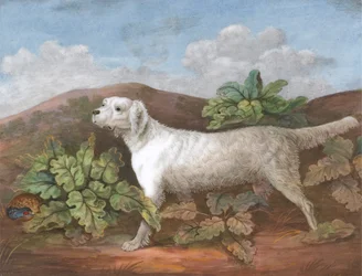 Ein Setter: Nach links gewandt, mit einem Rebhuhn, das sich links unter Klette versteckt, ca. 1805