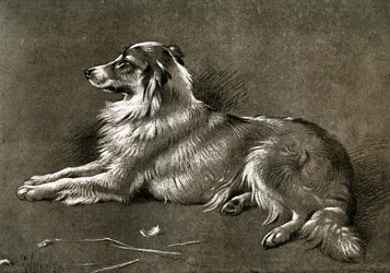 Ein Schäferhund, 1901