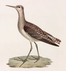 Farbillustration eines Vogels