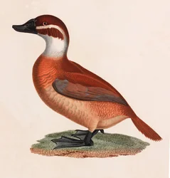 Eine Farbillustration einer braunen Ente