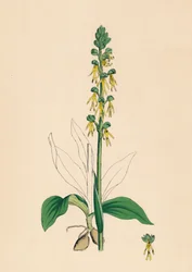 Aceras anthropophora. Manns-Knabenkraut, 19. Jahrhundert