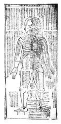 Akupunkturkarte für die Vorderseite des Körpers, Japanisch, 19. Jahrhundert