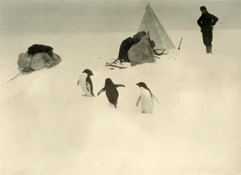Adelie-Pinguine besuchen ein Lager, ca. 1908