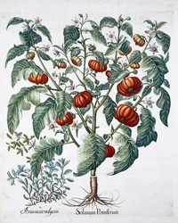 Afrikanische Tomaten- und Majoranpflanzen, 1613
