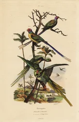 Alexandrinensittich und Langschwanzsittich