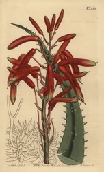 Aloe humilis (Apfelgrüne Aloe, Aloe virens)