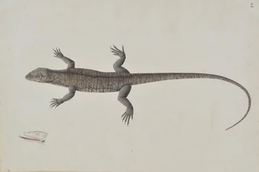 Ein indischer Bish-Khopra-Leguan, ca. 1790