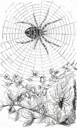 Eine Radnetzspinne oder Araneid