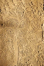 Angkor Wat, geschnitztes Detail an der Wand, Baum, Siem Reap, Kambodscha