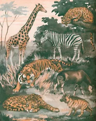 Tiere, die durch Flecken und Streifen geholfen werden, 1935