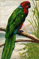 Austral-Sittich, um 1928