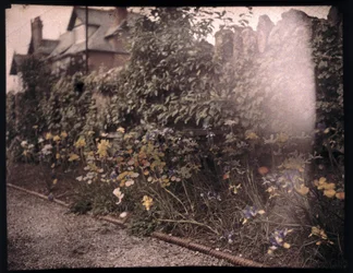 Autochrome von Blumen, um 1908