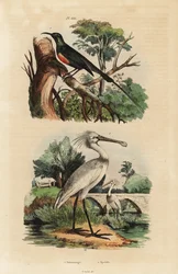 Schönsonnenvogel, Cinnyris pulchella, und Löffler, Platalea leucorodia