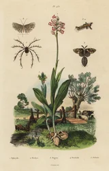 Bienen-Ragwurz, Affen-Knabenkraut, Rostige Flechtenbär, Zwanzig-Feder-Motte und Oribata geniculata Milbe