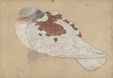 Vogel, 18. Jahrhundert