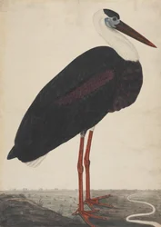Schwarzstorch in einer Landschaft, ca. 1780
