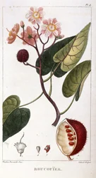Botanische Tafel von Bixa orellana, Rocuyer