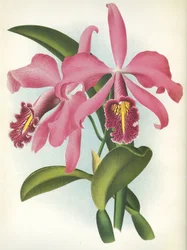 Botanische Tafel/Cattleya maxima var. Malouana/Lindenia