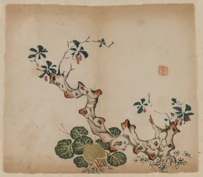Verzweigter Baumstumpf, 1368-1644