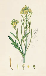 Brassica tenuifolia. Wand-Rauke, 19. Jahrhundert