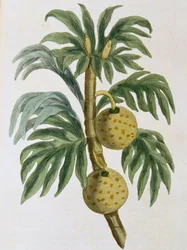 Brotfrucht Artocarpus incisus, 1823