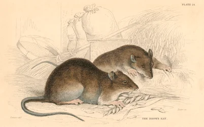 Braune Ratte Rattus rattus, 1828
