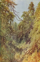 Burmesischer Dschungel, 1924