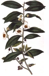 Camellia sinensis - Teepflanze, 1823
