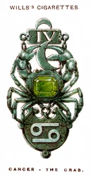 Krebs, die Krabbe, 1923
